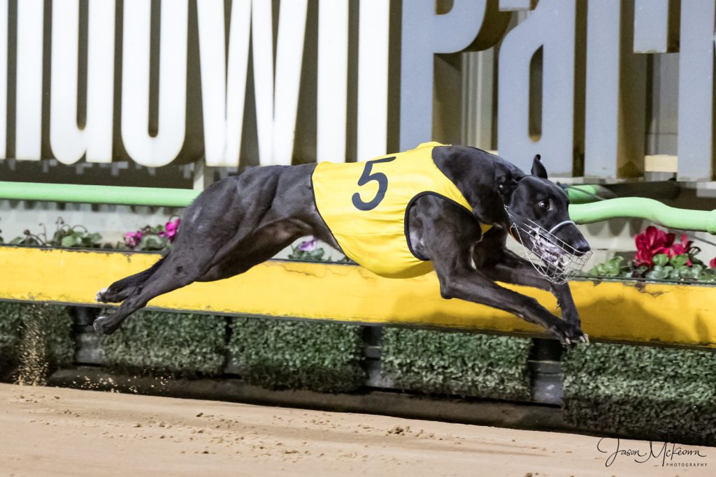 Phoenix Reserves Contenders: Greyhound Racing's Elite Prepare For Match  Race Battle