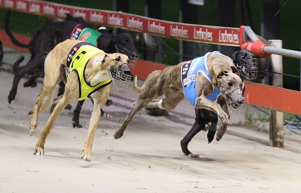 Storm coming as Rinsed the Lot injured | Melbourne Greyhounds