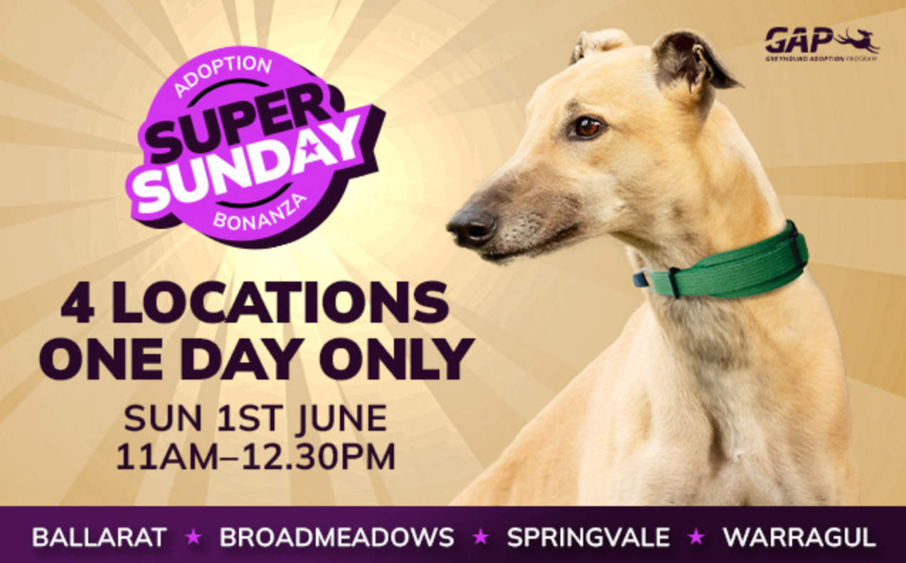 Adopt a Greyhound Super Saturday event at The Meadows on Sunday June 1